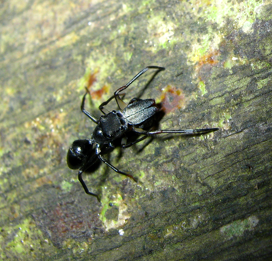 Emertonius malayanus