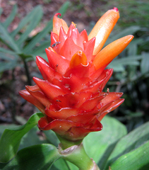 Costus productus
