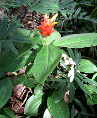 Costus productus