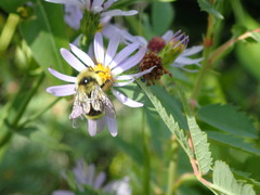 Bombus mixtus