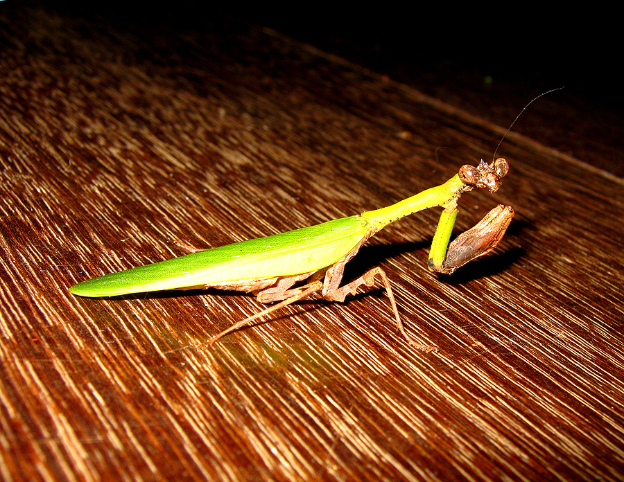 Psychomantis