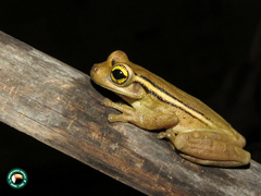 Trachycephalus mesophaeus