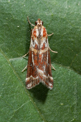 Acrobasis porphyrella
