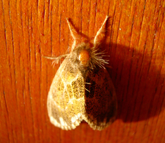 Artaxa ormea