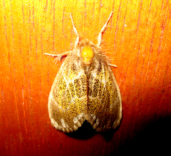 Artaxa ormea