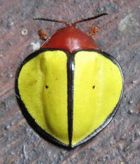 Paraselenis marginipennis
