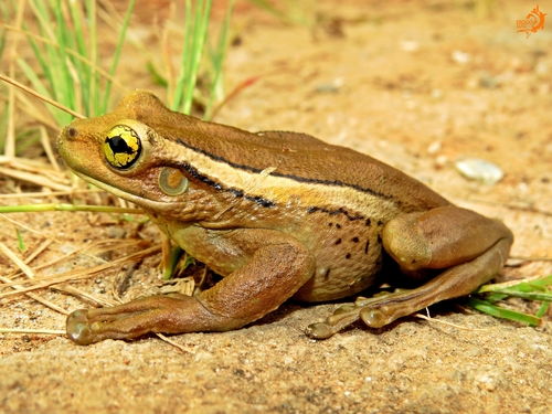 Porto Alegre Golden-eyed Treefrog