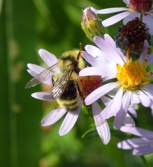 Bombus mixtus