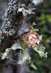 Ramalina sinensis