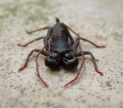 Hypoctonus gastrostictus