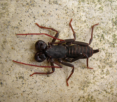 Hypoctonus gastrostictus