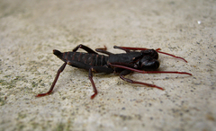 Hypoctonus gastrostictus