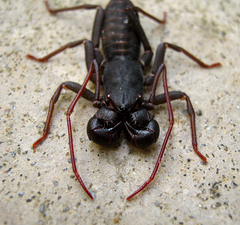 Hypoctonus gastrostictus