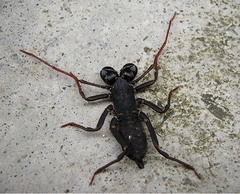 Hypoctonus gastrostictus