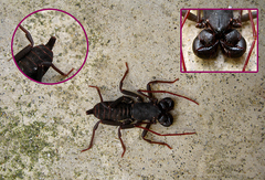 Hypoctonus gastrostictus