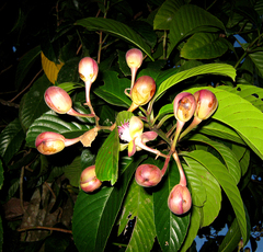 Tetracera indica