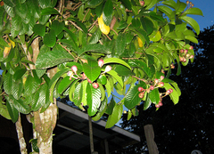 Tetracera indica
