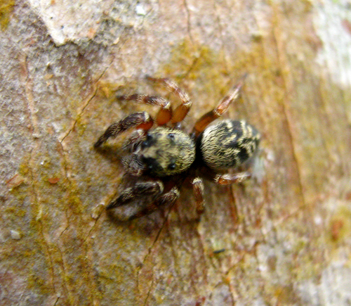 Laufeia perakensis