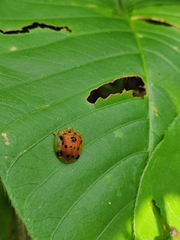 Laccoptera vigintisexnotata
