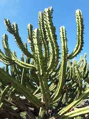 Myrtillocactus geometrizans