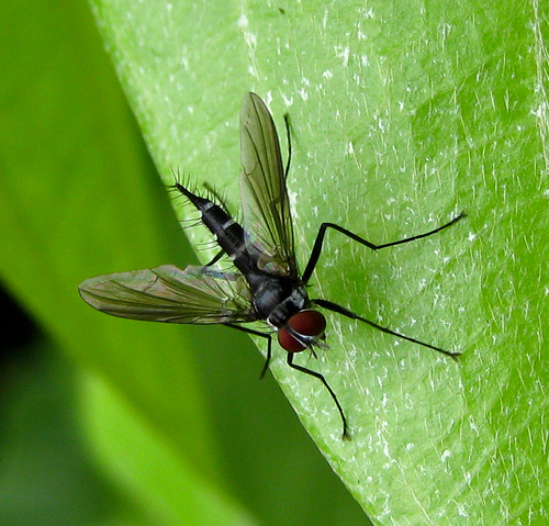 Genus Dolichocoxys · iNaturalist