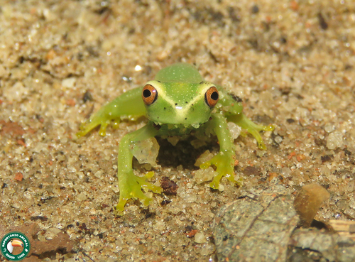 Teresopolis Treefrog, Aplastodiscus arildae