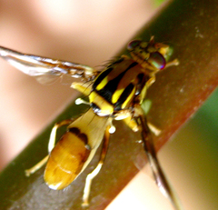 Enicoptera