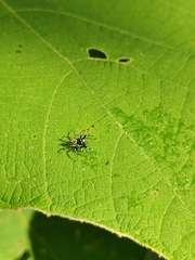 Phintelloides versicolor