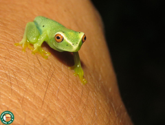 Aplastodiscus arildae