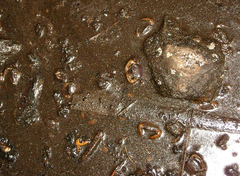 Parathelphusa valida