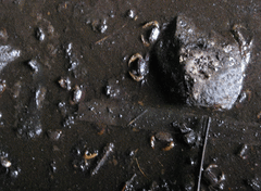 Parathelphusa valida