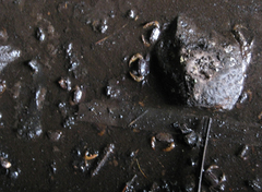 Parathelphusa valida