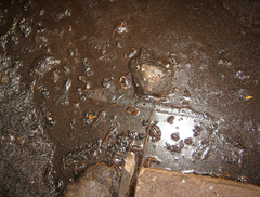 Parathelphusa valida