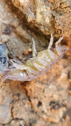 Common rough woodlouse