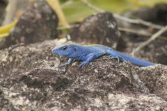 Cnemidophorus espeuti