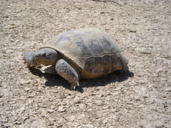 Gopherus flavomarginatus