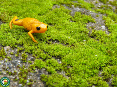 Brachycephalus margaritatus