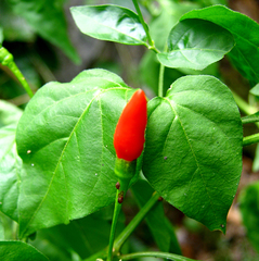 Capsicum frutescens