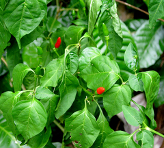 Capsicum frutescens