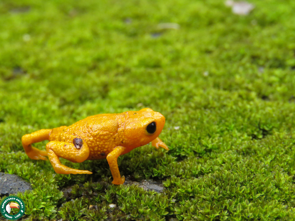 Pearly Pumpkin Flea Toad