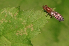 Sphegina