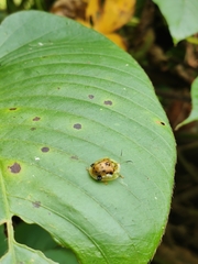 Laccoptera vigintisexnotata