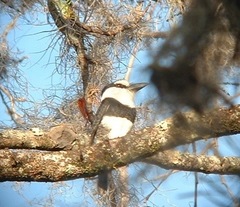 Notharchus hyperrhynchus