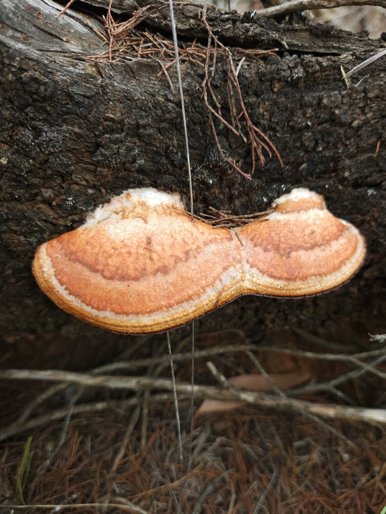 Trametes coccinea · January 2025 · photo: © jaimshae (iNaturalist, cc-by)