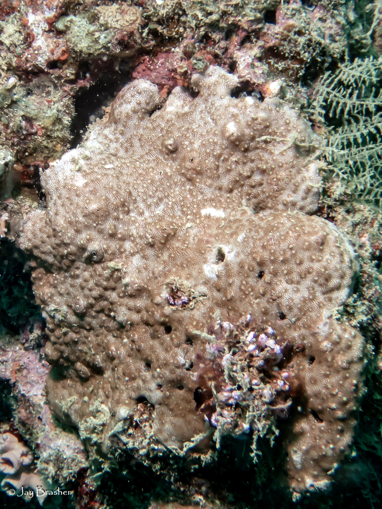 Astreopora randalli