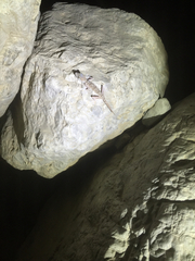 Ptyodactylus ruusaljibalicus