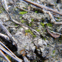 Aloina rigida