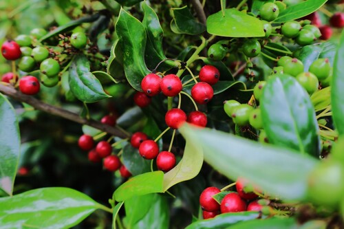 Madeira Holly