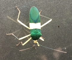 Paryphes