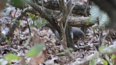 Crypturellus undulatus